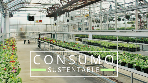 consumo sustentable