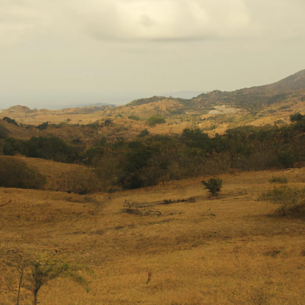 Recursos naturales de Honduras 65 1