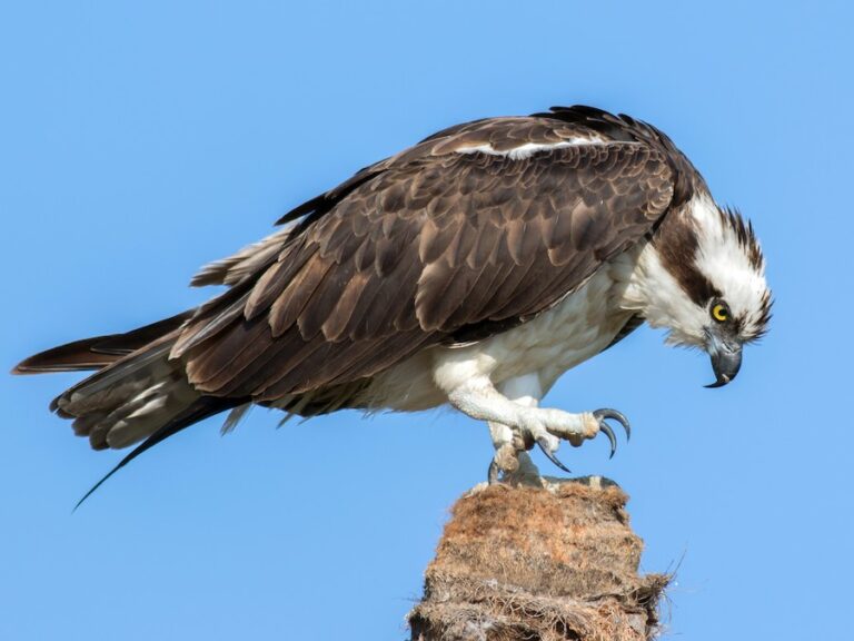 nature-matters-ospreys-and-eagles-tbr-news-media